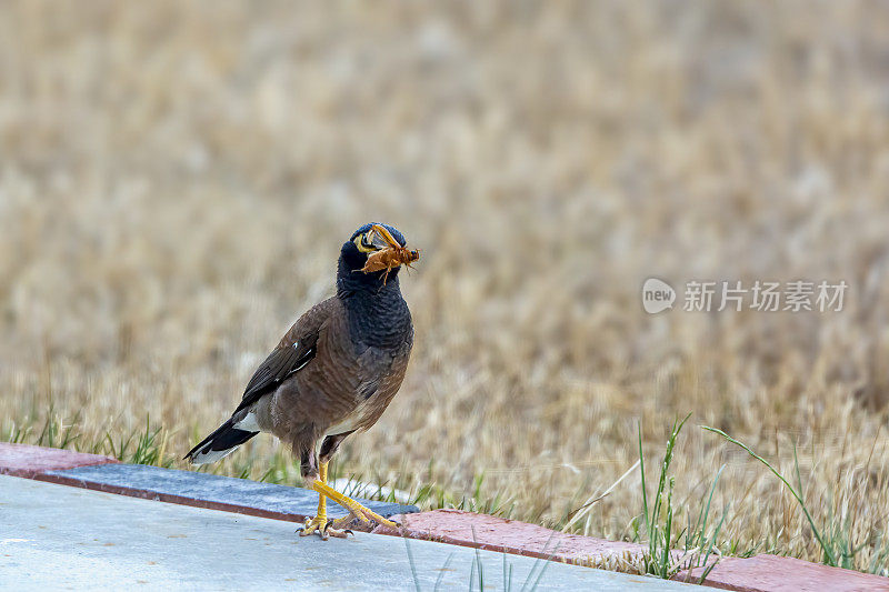 印度米娜鸟（Acridotheres tristis）